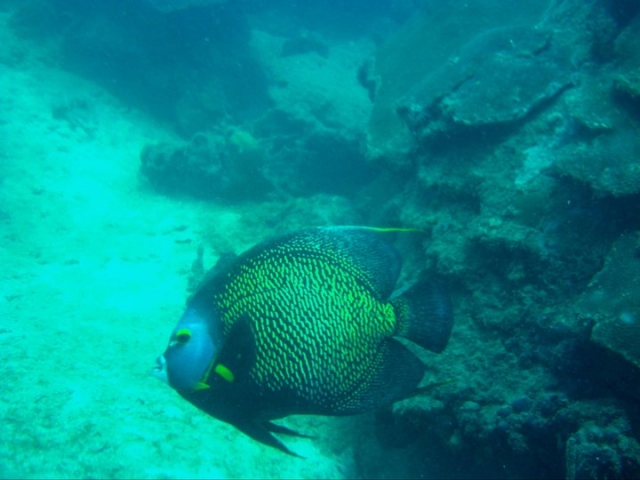 Snorkel en veracruz